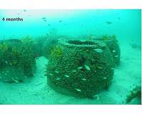 Fish reef domes a boon for environment, recreational fishing