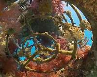 Man-made reefs: A compelling diving alternative