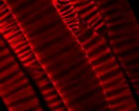 Researchers create inside-out plants to watch how cellulose forms