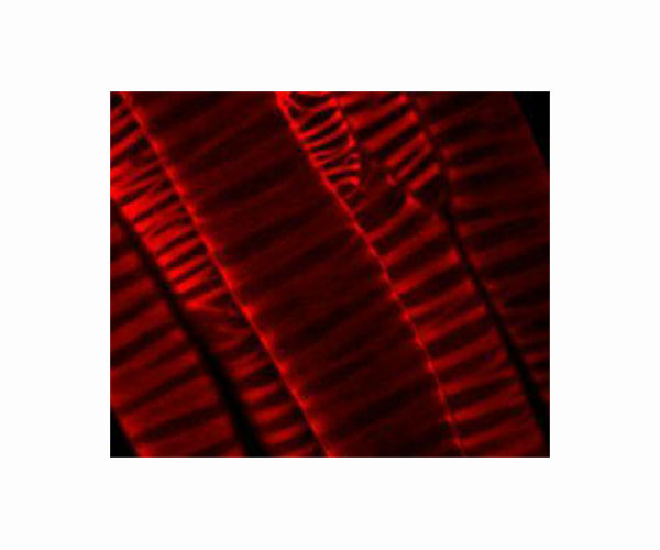 Artificial plant device cleans radioactive soil using only sunlight
