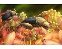 New fossil pushes back physical evidence of insect pollination to 99 million years ago