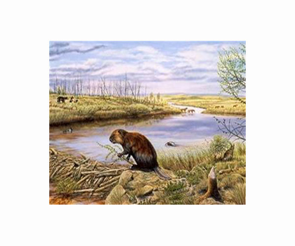 Wolves alter wetlands by killing beavers, study shows