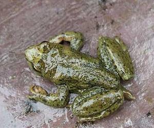 Stinky frogs are a treasure trove of antibiotic substances