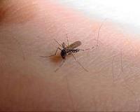 Tracking the genetic arms race between humans and mosquitoes