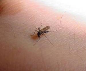 Vecmap tracks the Asian bush mosquito