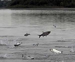 Underwater CO2 shows potential as barrier to Asian carp