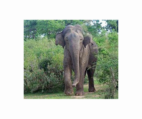 Pakistan's only Asian elephant prepared for new home