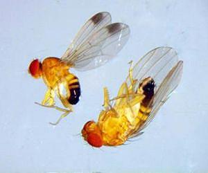 An invasive Asian fly is taking over European fruit