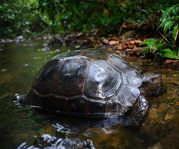 Critically endangered tortoises released into wild in Bangladesh