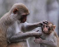 Scientists use ultrasonic mind control on monkeys