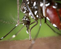 Climate change amplifying animal disease: agency