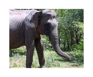 Sri Lanka completes elephant count