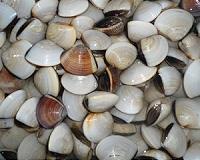 Invasive Asian clam makes its North American debut