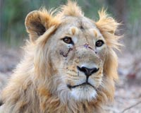 India holds census of endangered asiatic lions