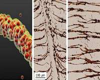 Sandcastles inspire new nanoparticle binding technique