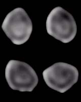 High-Resolution Images of Asteroid (511) Davida