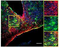 Astrocytes keep time for brain, behavior