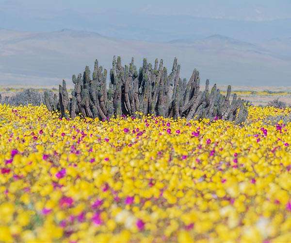 Activists warn a toothless UN nature pact will fail