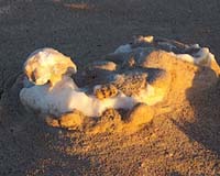 Deliquescence In The Atacama