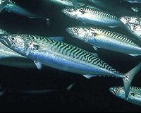 EU mackerel deal with Norway and Faroes angers Iceland