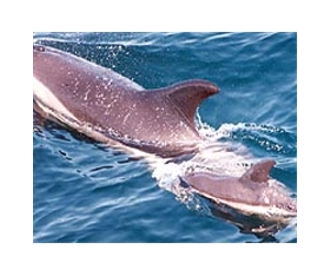 Dolphin virus outbreak in Atlantic is deadliest ever