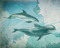 Can data save dolphins