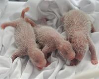 Chinese panda gives birth in Belgium