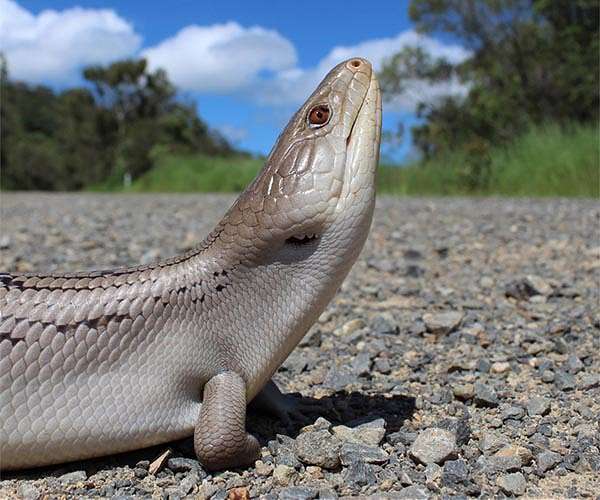 Over 21% of reptile species at risk of extinction