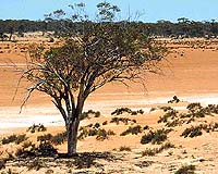 Vast Nitrogen Reserves Hidden Beneath Desert Soils
