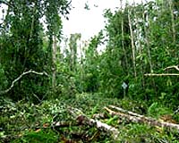 Cyclone Science Shows Rainforest Impacts And Recovery