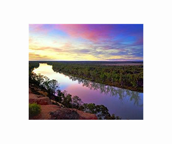 Australian Murray cod wallops swim record