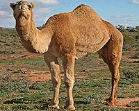 Eat a camel, save Australia