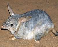 Endangered Australasian marsupials are ancient survivors of climate change