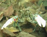Aussie crayfish alpine hideout under threat