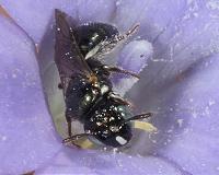 Bee populations expanded during global warming after the last Ice Age