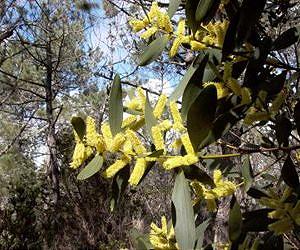Fertilization by invasive species threatens nutrient-poor ecosystems