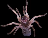 In Cambodia, fears tarantula may go off the menu