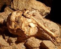 Paleontologists reveal Little Foot, the most complete remains of an early human relative