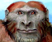 Birth Rate And Competition Were Major Reasons For Past Hominid Extinctions