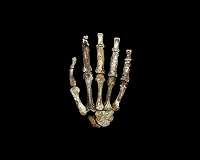 New study records dual hand use in early human relative