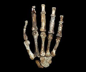 Study: Human hands evolved as weapons