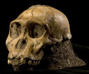 Our Newest Ancestor