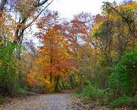 Fall foliage season may be later, but longer on warmer Earth