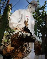 Fear Of Human Spread Of Bird Flu Lessens