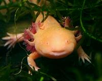 From Sci Fi to reality: Unlocking the secret to growing new limbs
