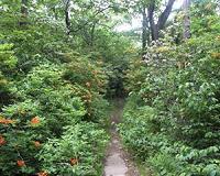 Study reveals how eastern US forests came to be
