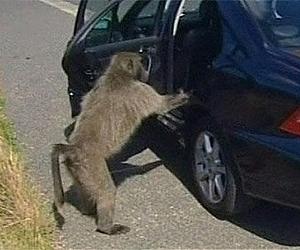 Cape Town to go to court for funds to control baboons