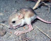 Thieves Promote Stable Coexistence Among Desert Rodents
