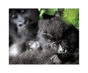 Gorillas could vanish from Congo by 2025