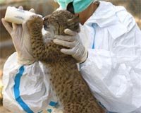 World's most endangered feline brought back from the brink